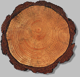 tree rings